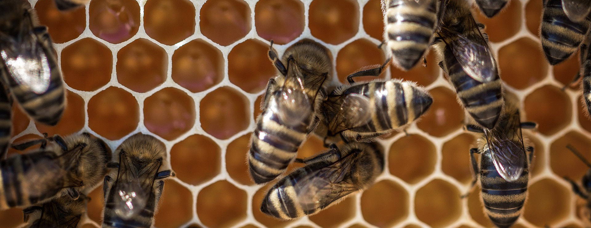 Magasin De Matériel Apicole 3 Magasin De Matériel Apicole -Magasin De Matériel Apicole honey 3216984 1920