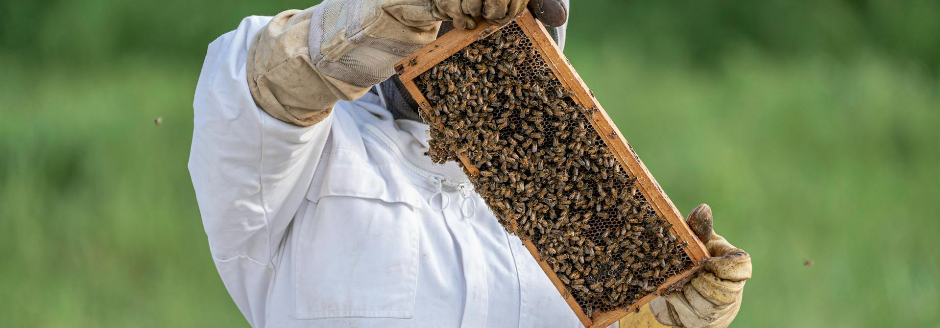 Magasin De Matériel Apicole 18 Magasin De Matériel Apicole -Magasin De Matériel Apicole pexels nc farm bureau mark 8105628