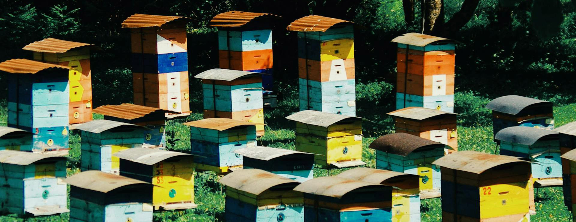 Magasin De Matériel Apicole 1 Magasin De Matériel Apicole -Magasin De Matériel Apicole pexels orkhanshots 32739928