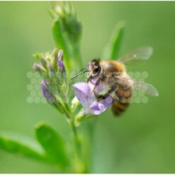 Semences Luzerne 5 Kg