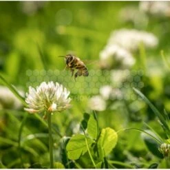 Semences Trèfle Blanc 5 Kg